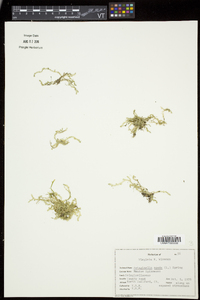 Selaginella apoda image