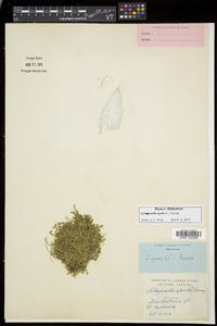 Selaginella apoda image