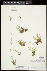 Selaginella apoda image