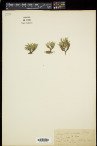 Selaginella rupestris image