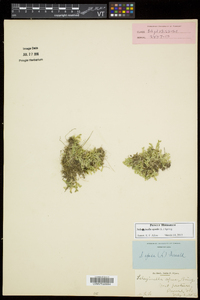 Selaginella apoda image