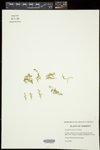 Selaginella apoda image