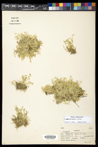 Selaginella apoda image