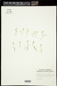 Selaginella apoda image