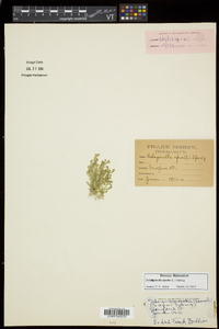 Selaginella apoda image