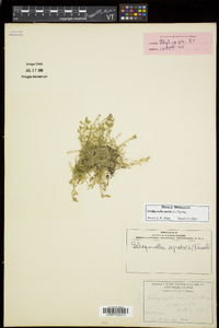 Selaginella apoda image