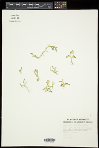 Selaginella apoda image