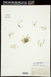 Selaginella apoda image