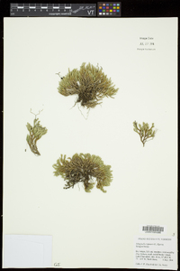 Selaginella rupestris image