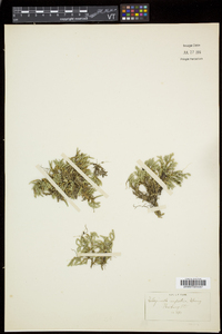 Selaginella rupestris image