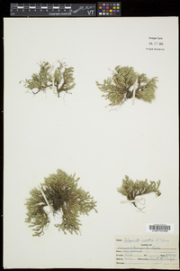 Selaginella rupestris image