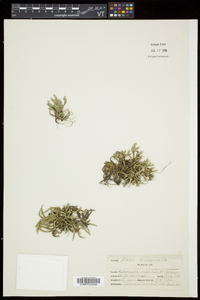 Selaginella rupestris image