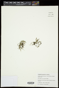 Selaginella rupestris image