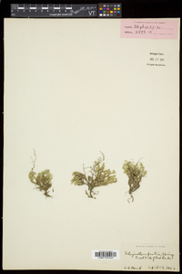 Selaginella rupestris image