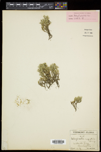 Selaginella rupestris image