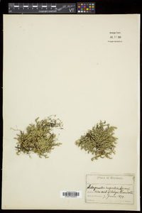 Selaginella rupestris image