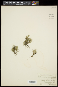 Selaginella rupestris image