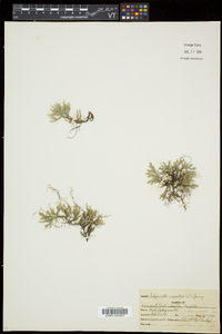 Selaginella rupestris image