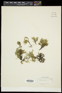 Selaginella rupestris image