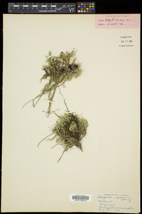 Selaginella rupestris image