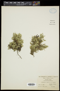 Selaginella rupestris image