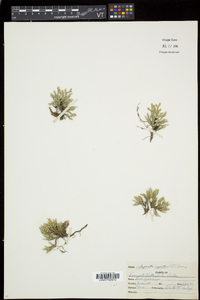 Selaginella rupestris image