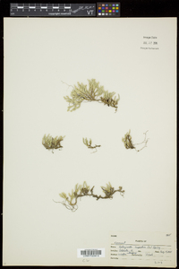 Selaginella rupestris image