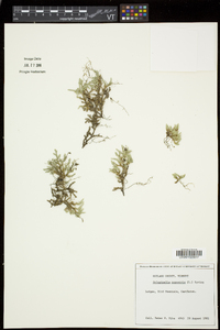 Selaginella rupestris image