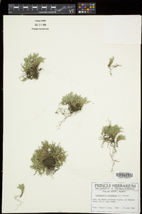 Selaginella rupestris image