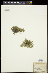 Selaginella rupestris image