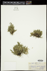 Selaginella rupestris image