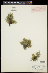 Selaginella rupestris image