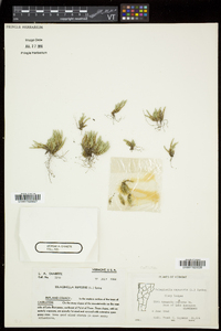 Selaginella rupestris image