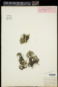 Selaginella rupestris image