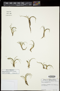 Isoëtes echinospora subsp. muricata image