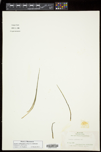 Isoëtes echinospora subsp. muricata image