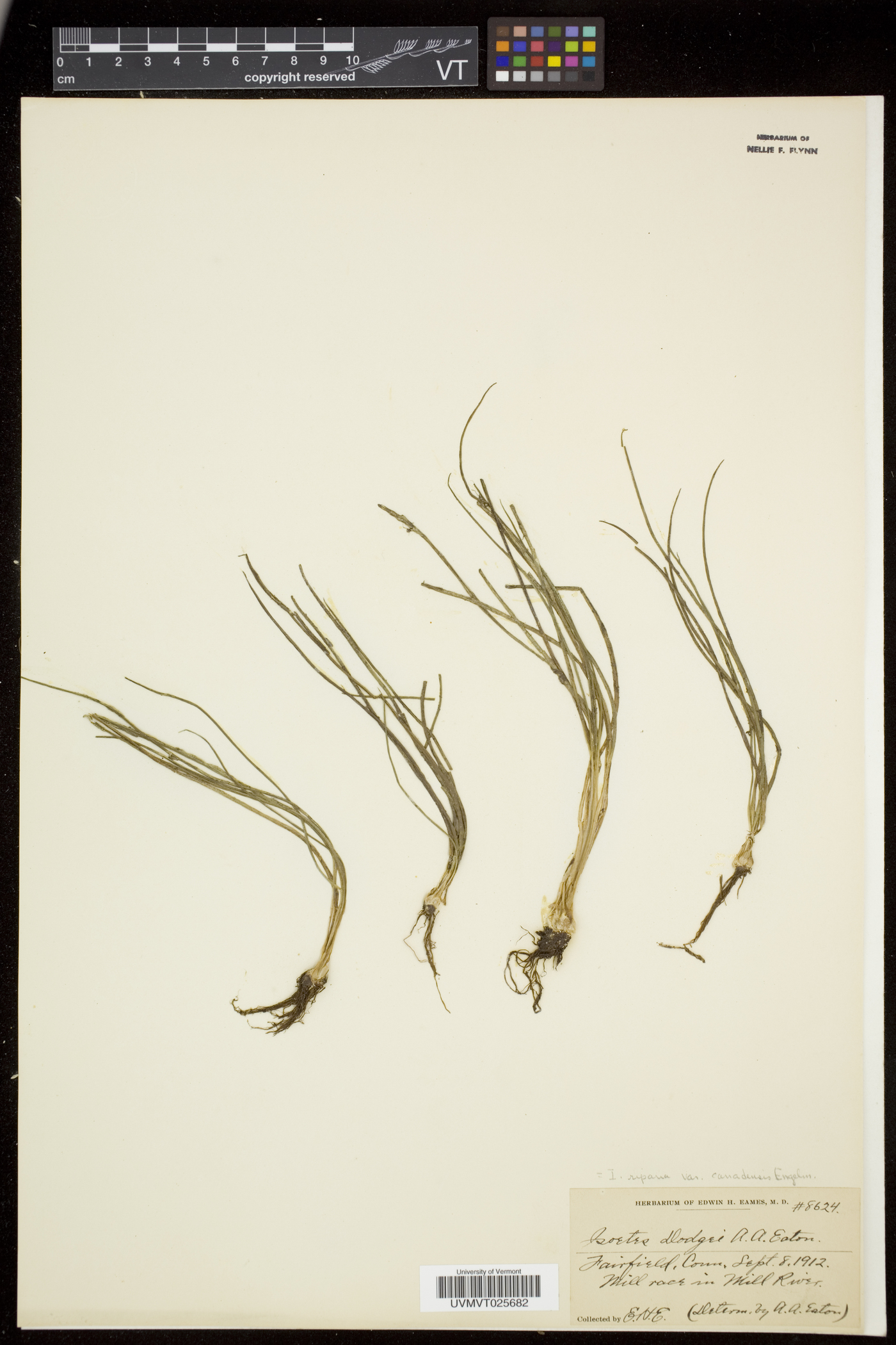 Isoëtes riparia var. canadensis image