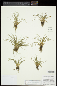 Isoëtes echinospora subsp. muricata image