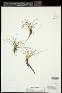 Isoëtes echinospora subsp. muricata image