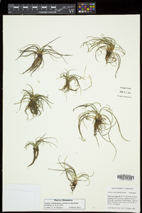 Isoëtes echinospora subsp. muricata image