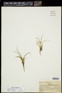 Isoëtes echinospora subsp. muricata image