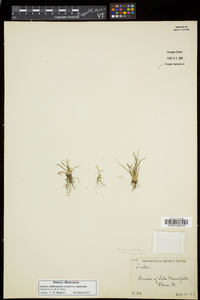 Isoëtes echinospora subsp. muricata image