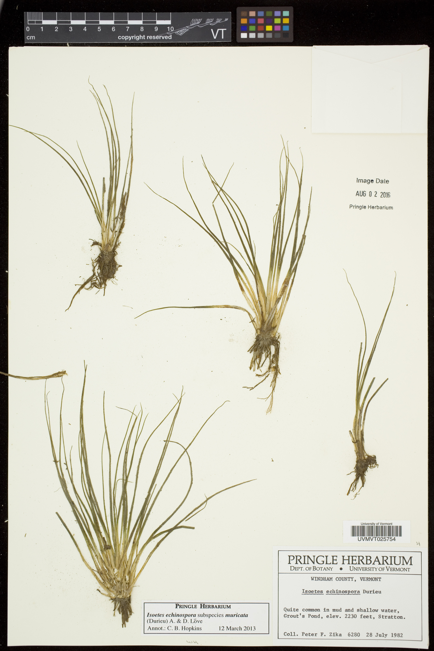 Isoëtes echinospora subsp. muricata image