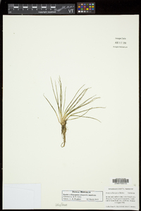 Isoëtes echinospora image