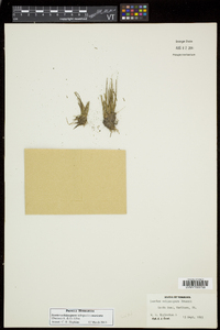 Isoëtes echinospora subsp. muricata image