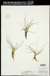 Isoëtes echinospora subsp. muricata image