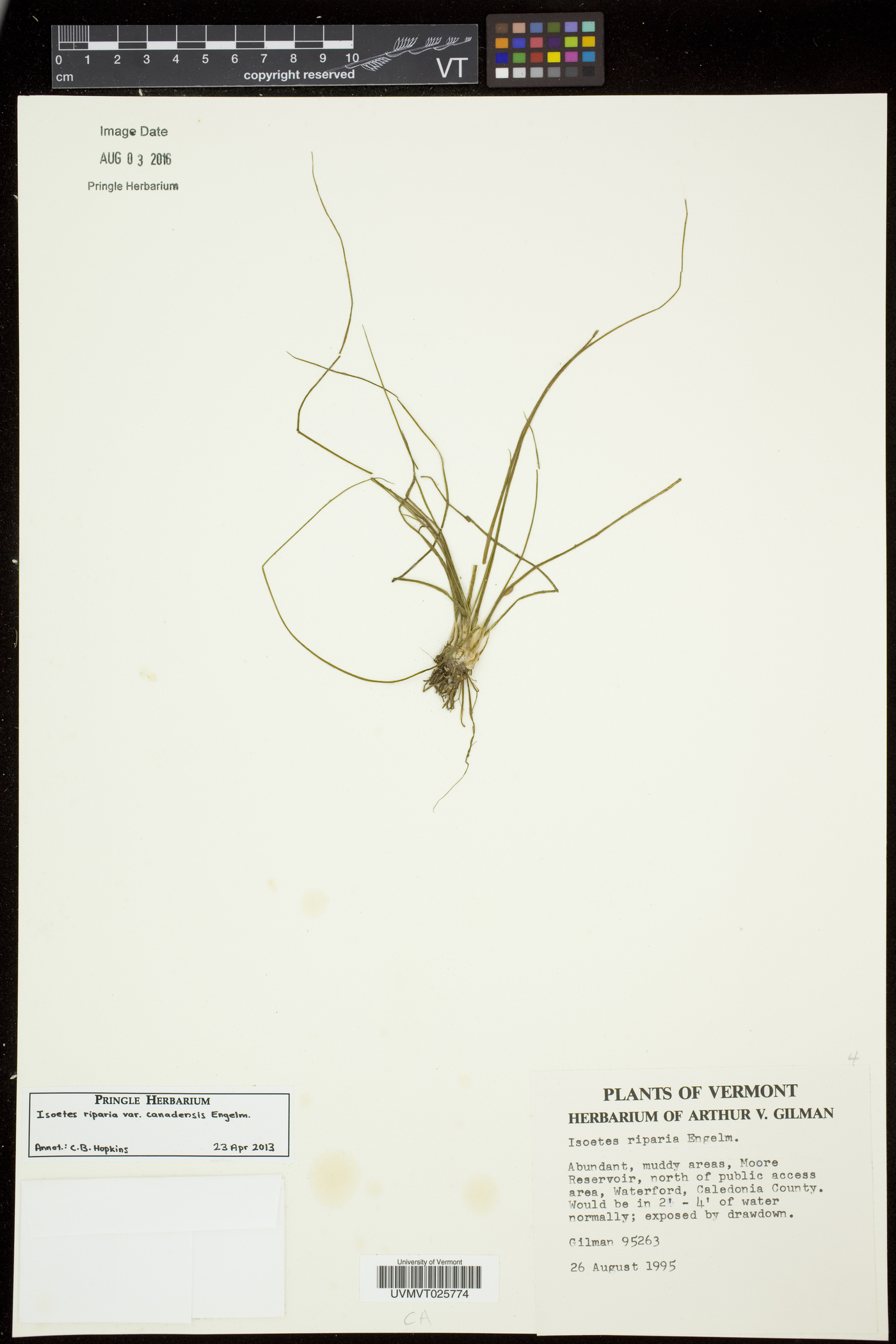Isoëtes riparia image