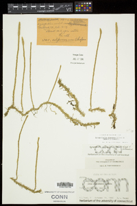 Lycopodiella appressa image