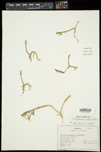 Lycopodiella inundata image