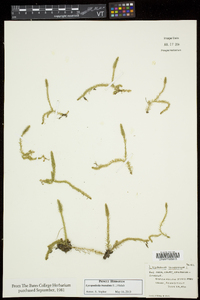 Lycopodiella inundata image